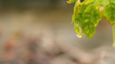 Yaprağın üzerine yağmur damlası. Yakın plan. Yeşil yapraklı yağmur damlası. Yaz musonu yağmur videosu. Yağmur damlası etkisi. Doğa Yağmurlu Mevsim Arkaplanı. Seçici Önplana Odaklan.