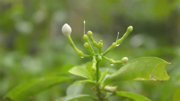 Regen Valt White Crape Jasmine Flower Plant Zomer Moesson Regen — Stockvideo