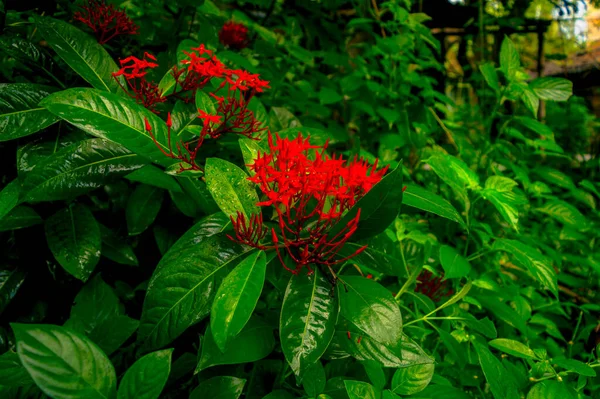 Rødt Blomsterregn Vått Vann Ixora Rød Liten Blomsterplante Dekket Regn – stockfoto