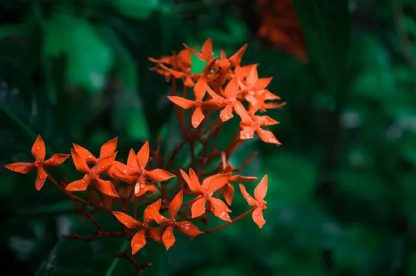 Roter Blütenregen Nass Wasser Ixora Red Winzige Blume Pflanze Regen — Stockfoto