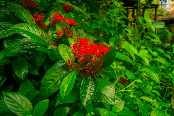 Červený Květinový Déšť Mokrá Vodě Ixora Červené Drobné Květinové Rostliny — Stock fotografie