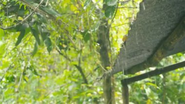 Çatıdan yağmur yağıyor. Tropik yaz muson yağmurları teneke çatıdan bahçedeki küçük derelere düşüyor. Yağmurlu gün muson mevsimi, yağmur ve gök gürültüsü ses efektiyle. Doğa güzelliği. Kapat.