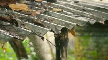 Çatıdan yağmur yağıyor. Tropik yaz muson yağmurları teneke çatıdan bahçedeki küçük derelere düşüyor. Yağmurlu gün muson mevsimi, yağmur ve gök gürültüsü ses efektiyle. Doğa güzelliği. Kapat.