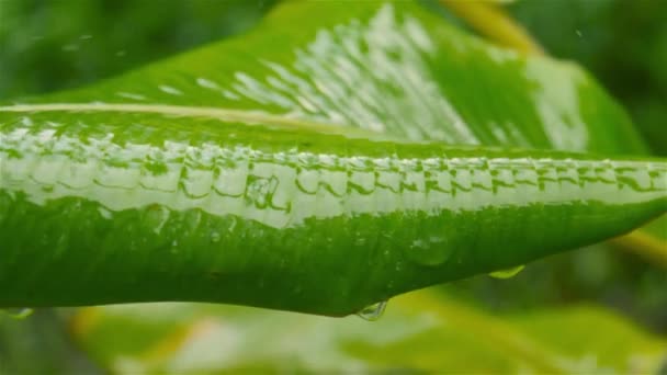 Vallende Moesson Regen Groen Bananenblad Regendruppel Bladeren Nat Het Water — Stockvideo