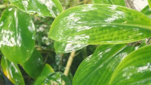Fallender Monsunregen Auf Grünem Pflanzenblatt Regentropfen Auf Blättern Nass Wasser — Stockvideo