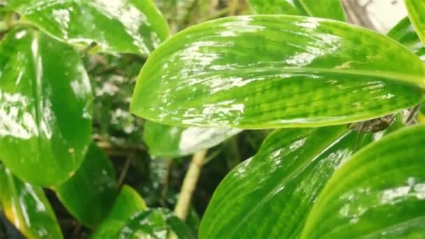 Falling Monsoon Rain Green Plant Leaf Inglés Gota Lluvia Sobre — Vídeos de Stock