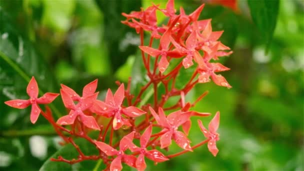 Ixora Red Pequena Flor Planta Encharcada Molhada Água Chuva Bela — Vídeo de Stock