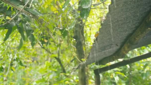 Hujan Turun Dari Atap Hujan Muson Musim Panas Tropis Jatuh — Stok Video