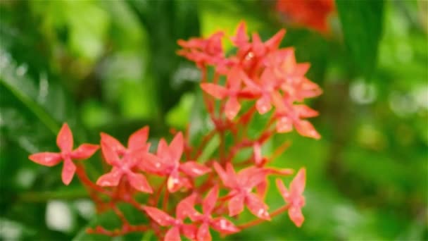 伊索拉红色小花植物浸湿在雨水中 美丽的家庭植物 花的背景设计视频镜头 雨天季候风 有雷声效果 自然之美特写镜头 — 图库视频影像
