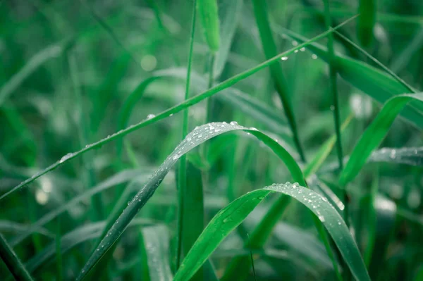Raindrops Leaf Close Rain Water Dew Droplets Grass Crop Plant — Stock Photo, Image