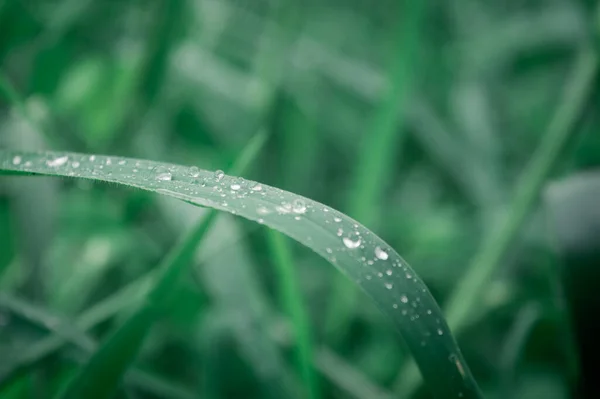 빗방울 잎에는 내린다 빗방울이 극단적으로 가까이 있습니다 장마철 선천적으로 추상적 — 스톡 사진