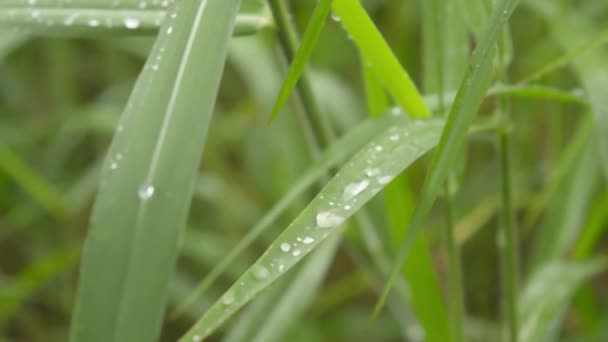 Fallande Monsoon Regn Gröna Växtlöv Förruttnad Regn Vattendagg Droppe Grässtrå — Stockvideo