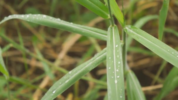 Vallende Moesson Regen Groen Plantenblad Dronken Van Regen Waterdruppels Grassprietje — Stockvideo