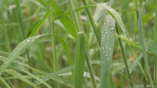 빗방울 재배하는 식물에는 몬순이 방울이 맺히게 됩니다 초원의 자연의 아름다움은 — 비디오