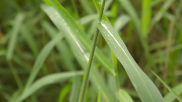 Yeşil Bitki Yaprağına Düşen Muson Yağmurları Yağmurda Islanmış Damlacıkları Çimlerin — Stok video