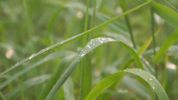 Vallende Moesson Regen Groen Plantenblad Dronken Van Regen Waterdruppels Grassprietje — Stockvideo