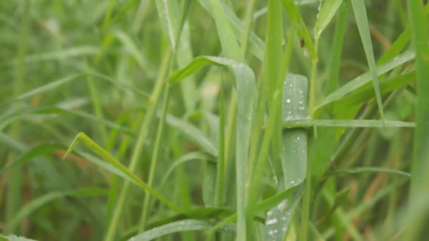 빗방울 재배하는 식물에는 몬순이 방울이 맺히게 됩니다 초원의 자연의 아름다움은 — 비디오