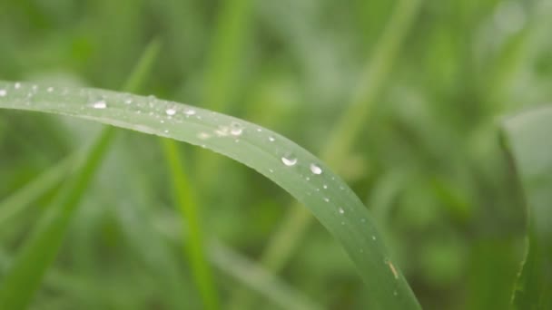 Regentropfen Auf Blatt Nass Wasser Nahaufnahme Von Monsun Regenwasser Tautropfen — Stockvideo