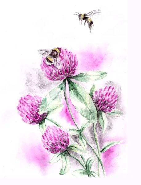 Letní Divoké Květy Jetele Včely Živí Nektarem Ilustrace Akvarelů Izolace — Stock fotografie