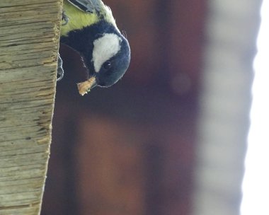 Tit with a fly in the key looks out of hiding