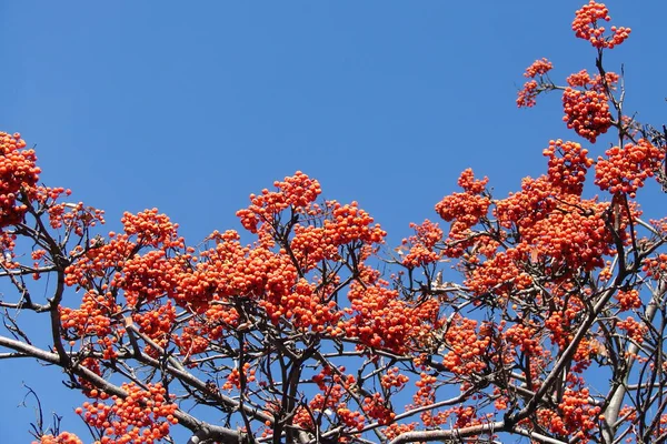 Orangefarbene Vogelbeeren vor blauem Himmel — Stockfoto