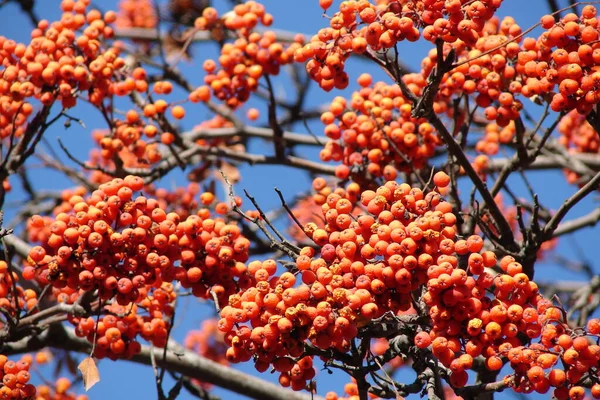 Orangefarbene Vogelbeeren vor blauem Himmel — Stockfoto