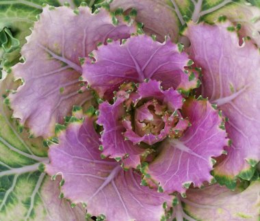 Yakın plan dekoratif lahana yaprakları, pembe yapraklar.