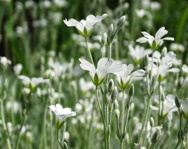 Şeffaf yaprakları olan küçük beyaz çiçekler, katı arkaplan