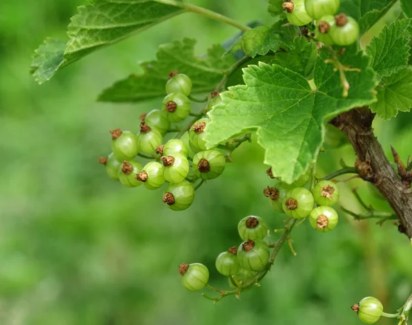 Unreife rote Johannisbeeren auf einem Zweig mit Blättern — Stockfoto