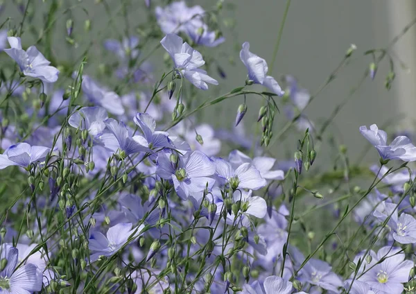 Pequeñas flores azules con pétalos translúcidos, fondo sólido — Foto de Stock