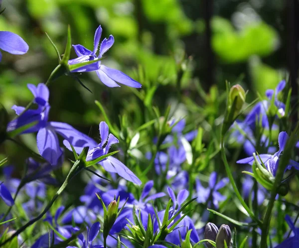 Pequenas flores azuis de lobelia com pétalas translúcidas — Fotografia de Stock