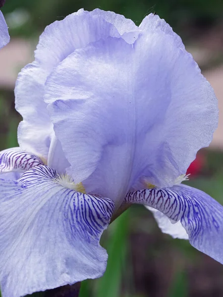 Fiore di iris blu primo piano. Frammento di un fiore in toni azzurri — Foto Stock
