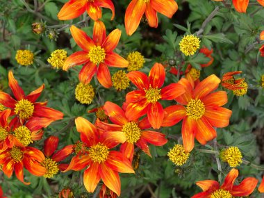 Hawaii İşaret Fişeği Kırmızı Damlası. Çiçek açan daimi yıl