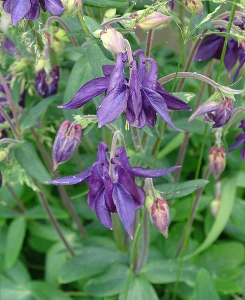 Lila blommor av Aquilegia. Ljust blommor nedre vy — Stockfoto