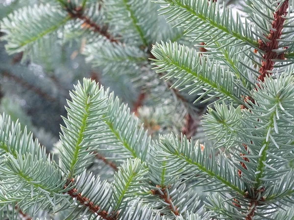 Photo of branches of a rare blue spruce close up Stock Picture