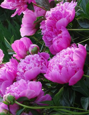 Çiçek tarhında bir sürü pembe şakayık