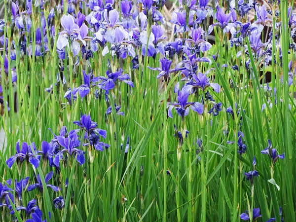 Muchos iris azules entre el follaje verde — Foto de Stock