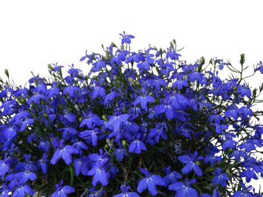 Beyaz arka planda büyük mavi bir Lobelia çalısı. Ayrı çiçekler.