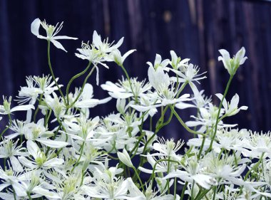 Klimatis çiçekleri koyu renk ahşap arka planda