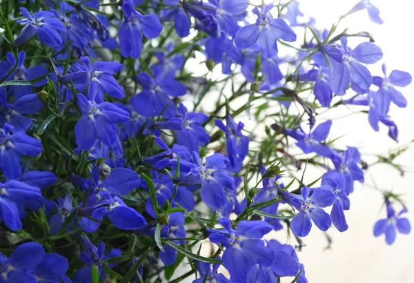 Un gran arbusto Lobelia azul sobre un fondo blanco. Flores aisladas — Foto de Stock