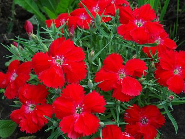 Kırmızı karanfil. Çiçek açan gür çalı.