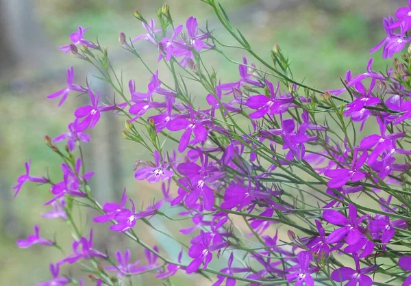 Un gran arbusto Lobelia rosa — Foto de Stock