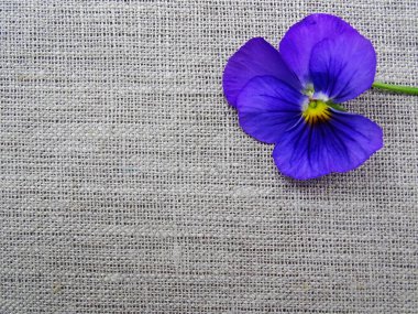 Kaba keten tuval üzerinde parlak mavi viyola çiçeği. Yaklaş.