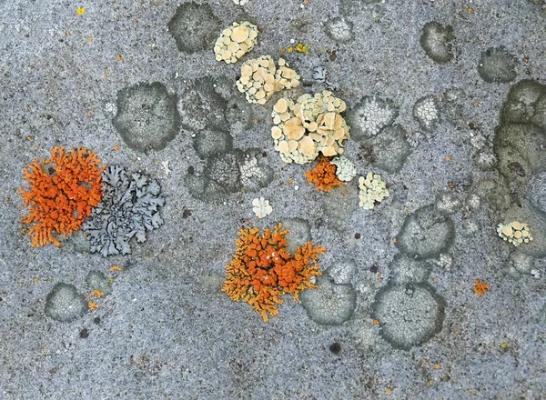 Кола помаранчевого лишайника на сірому камені — стокове фото