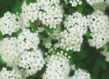 Çiçek açan çalılar, saf beyaz çiçekler arka plan