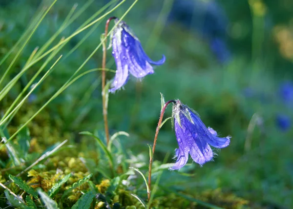 Pequeñas campanas azules en la mañana en la luz de fondo — Foto de Stock