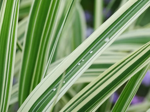 Dewdrops on long ornamental grasses — Stock Photo, Image