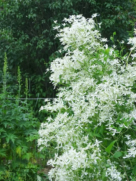 Nagy virágzó Bush fehér clematis — Stock Fotó