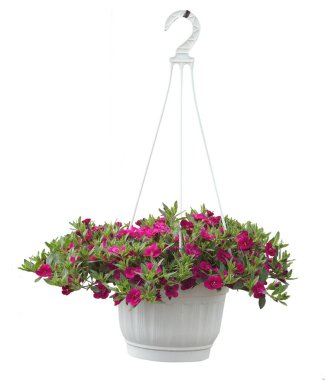 Petunia calibrachoa beyaz arka planda asılı saksılarda
