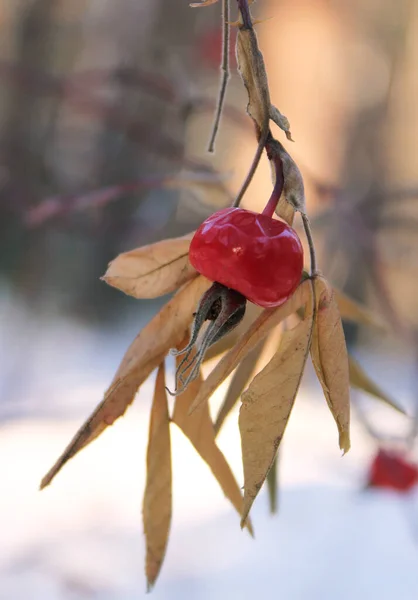 Κόκκινη αγριοτριανταφυλλιά και ξηρά φύλλα το χειμώνα — Φωτογραφία Αρχείου